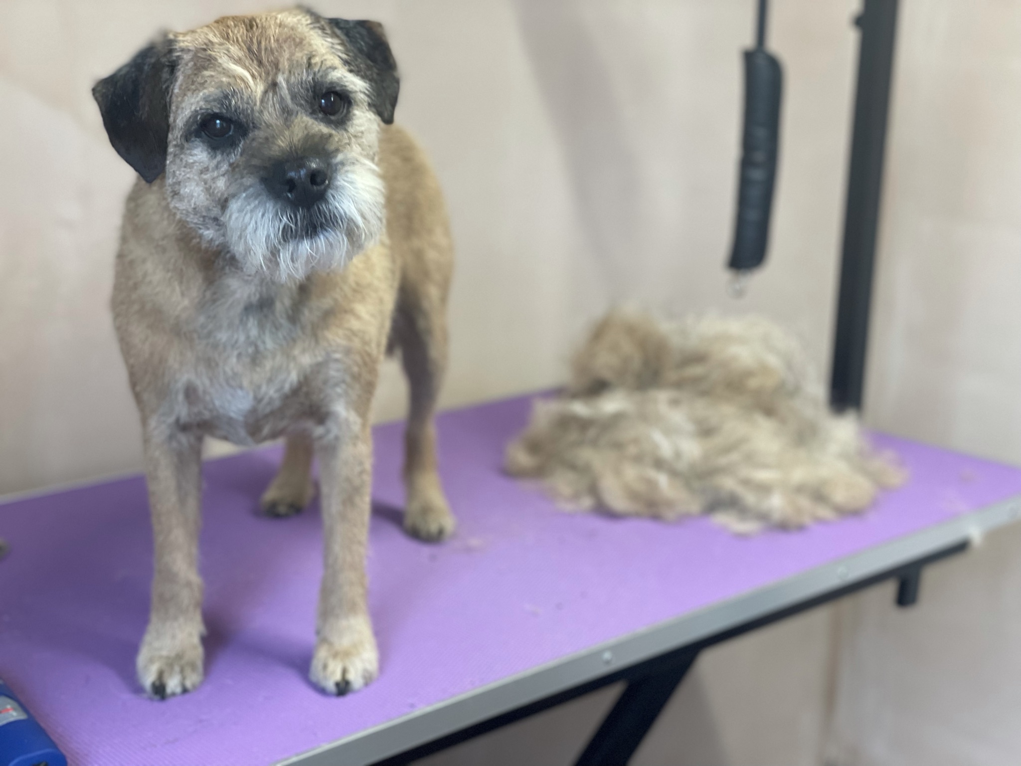 Dog Groomers Horsforth Leeds LedByLead Dog Grooming
