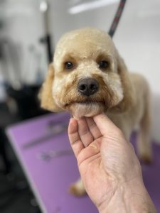 cavapoo being groomed. Groomed Dog. Dog Groomer Leeds