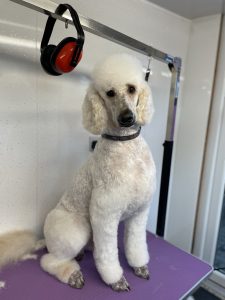 cavapoo being groomed. Groomed Dog. Dog Groomer Leeds. Dog Groomer Horsforth. Washed Dog