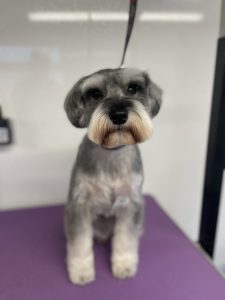 A Schnauzer groom completed by Ledbylead Dog Grooming. Dog Grooming Leeds