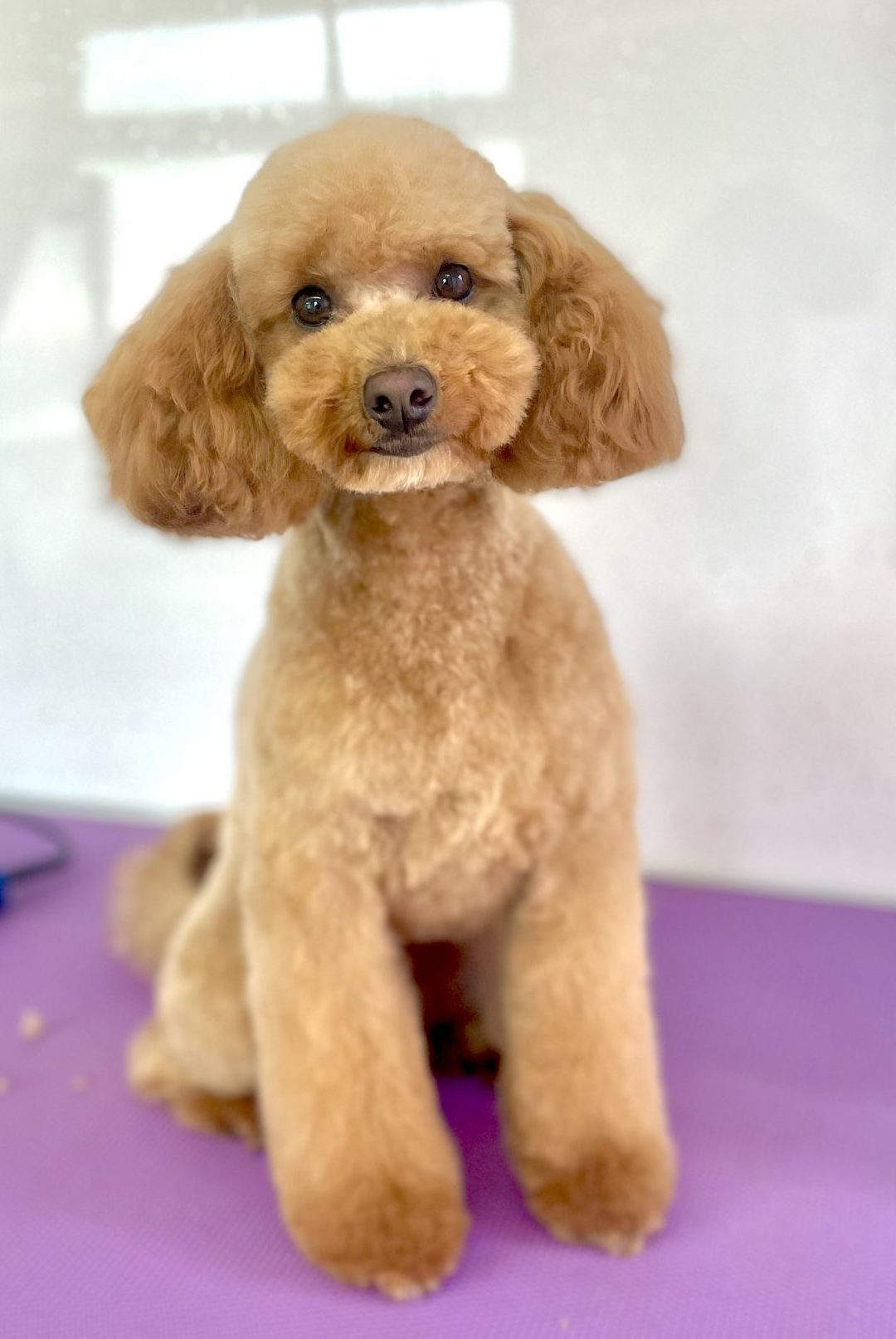 Dog Groomers Horsforth Leeds LedByLead Dog Grooming