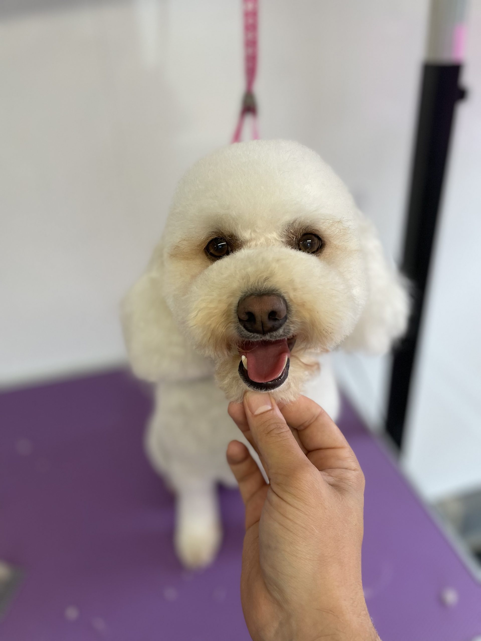 Dog Groomers Horsforth Leeds LedByLead Dog Grooming