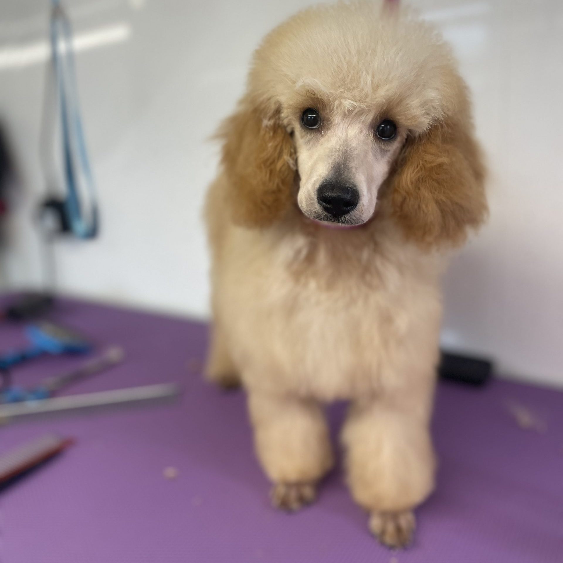 Dog Groomers Horsforth Leeds LedByLead Dog Grooming